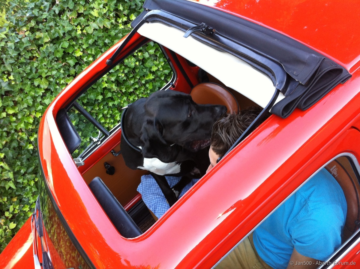 Bei allen beliebt - selbst beim Hund